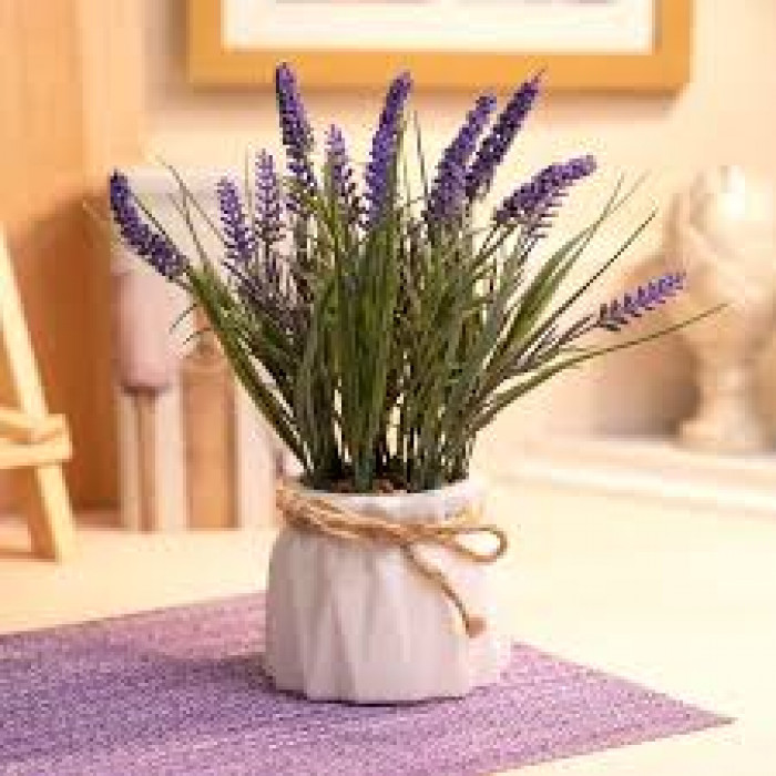 Лаванда в Павлодаре