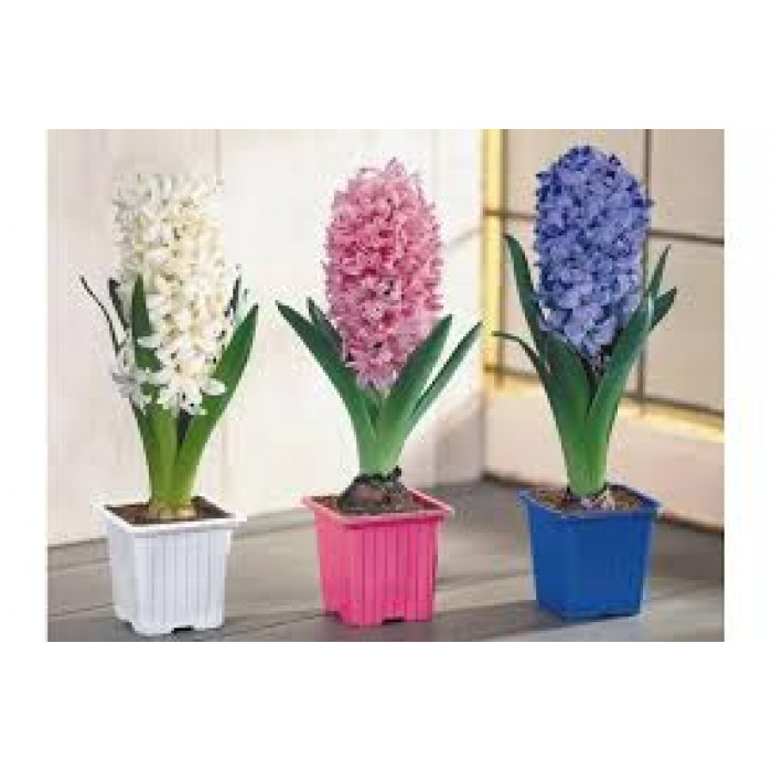 Гиацинты в Павлодаре