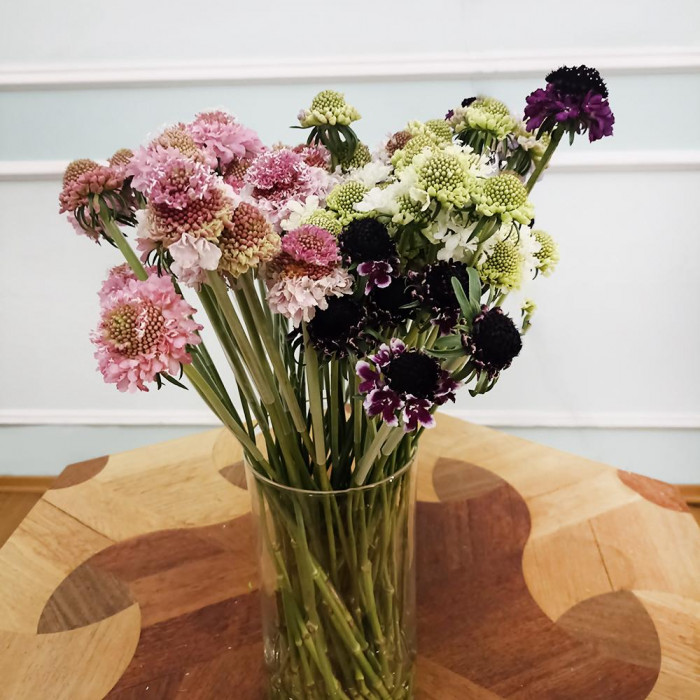 Скобиоза в Павлодаре