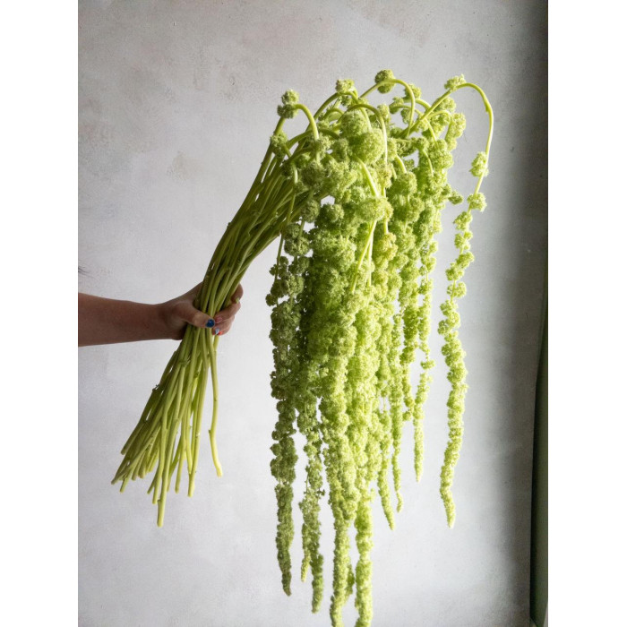 Амарантус в Павлодаре