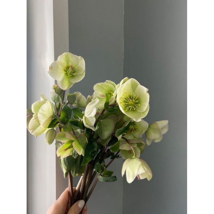 Хелеборус в Павлодаре