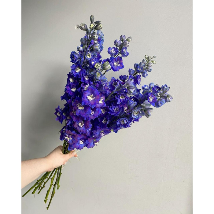 Делфиниум в Павлодаре