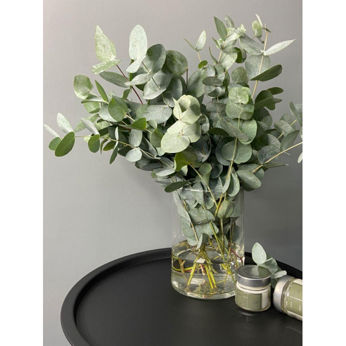 Эвкалипт в Павлодаре