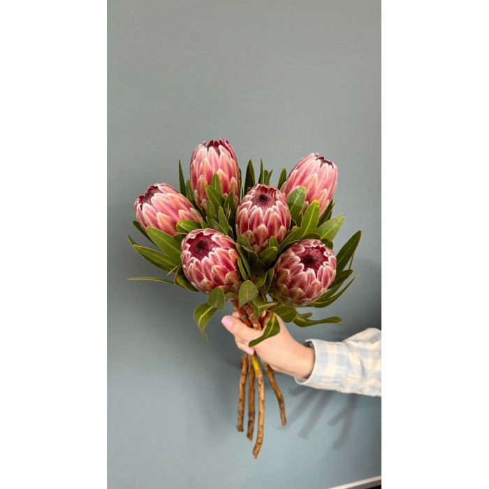 Протея в Павлодаре