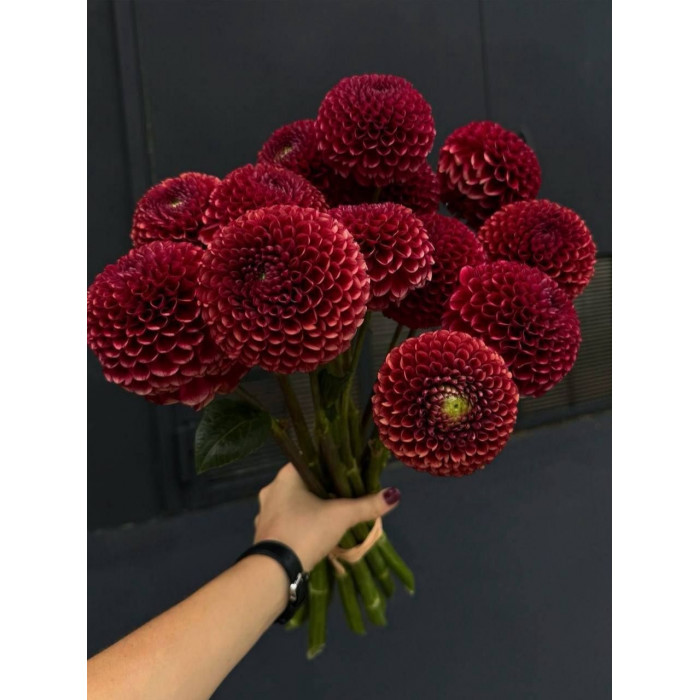 Георгины в Павлодаре