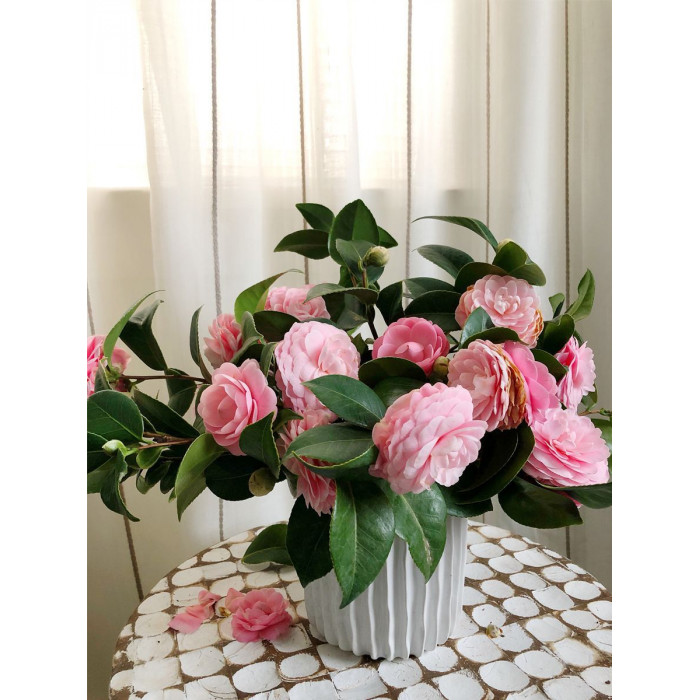 Камелия в Павлодаре