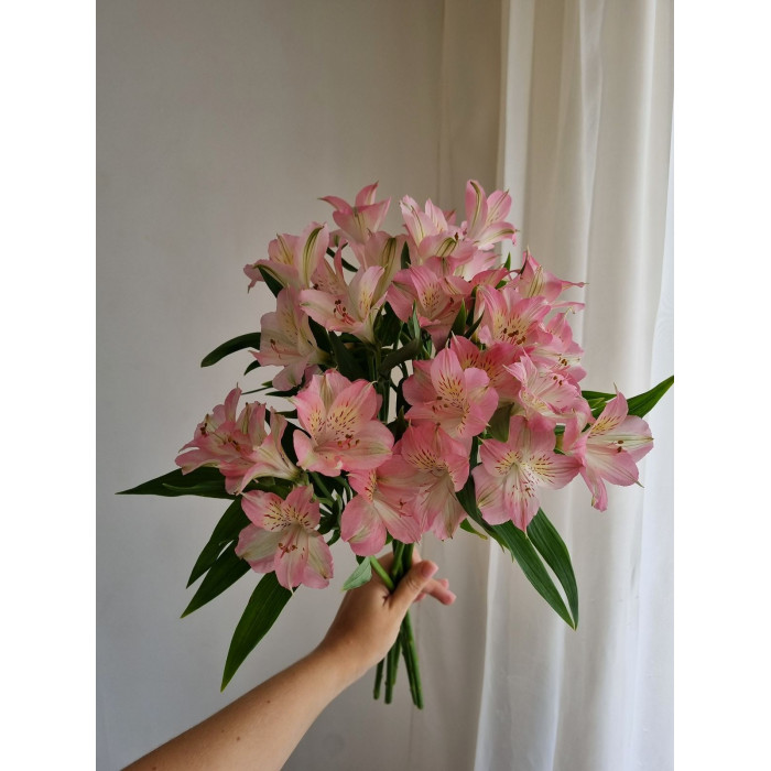 Альпиния в Павлодаре