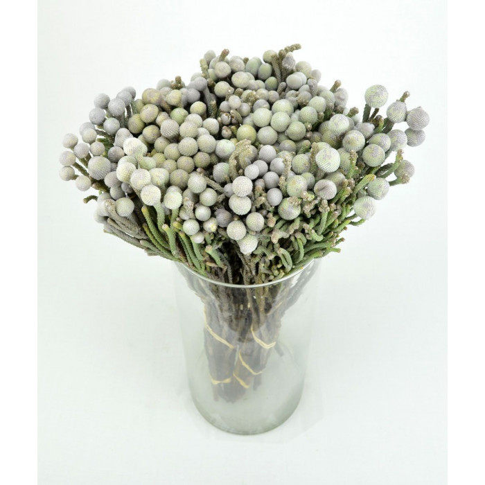 Бруния в Павлодаре