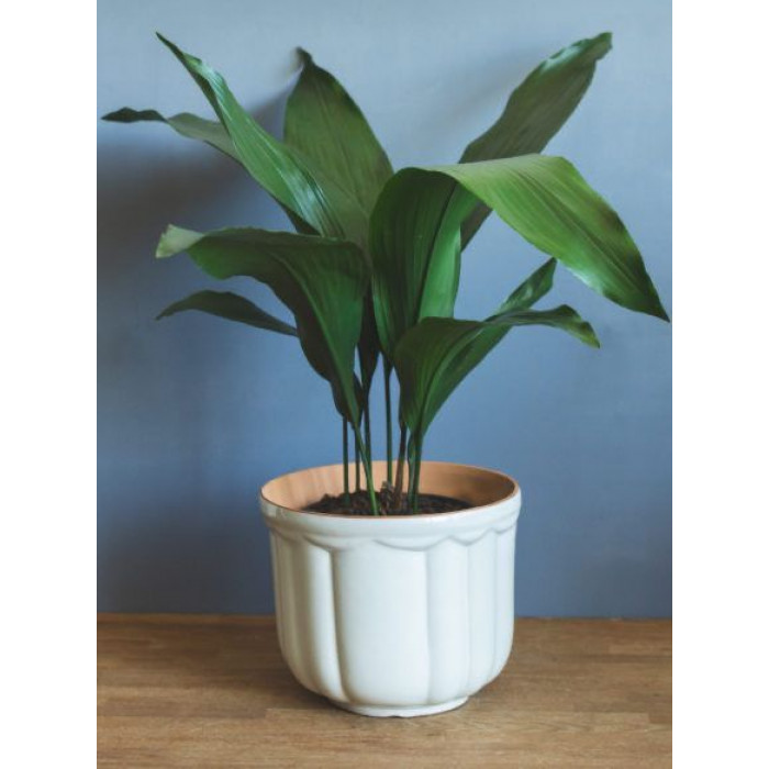 Аспидистра в Павлодаре