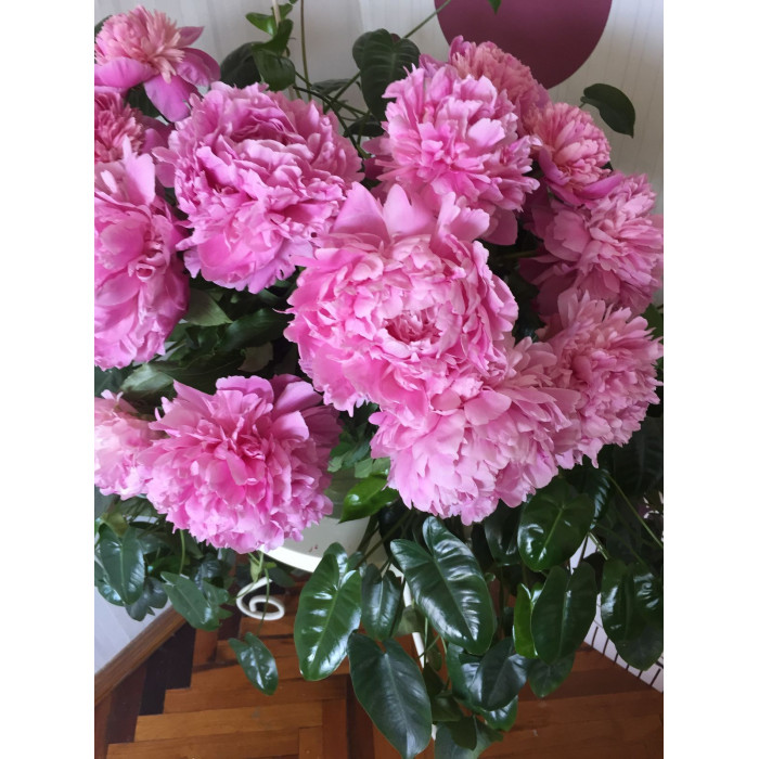 Пион древовидный в Павлодаре