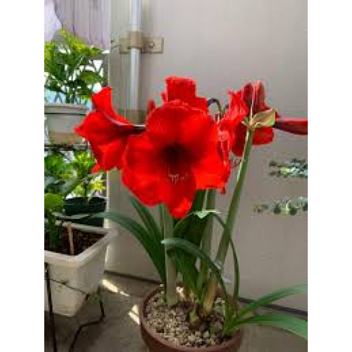 Амариллис в Павлодаре
