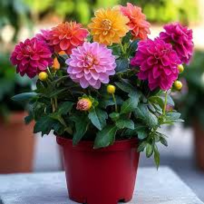 Георгины в Павлодаре