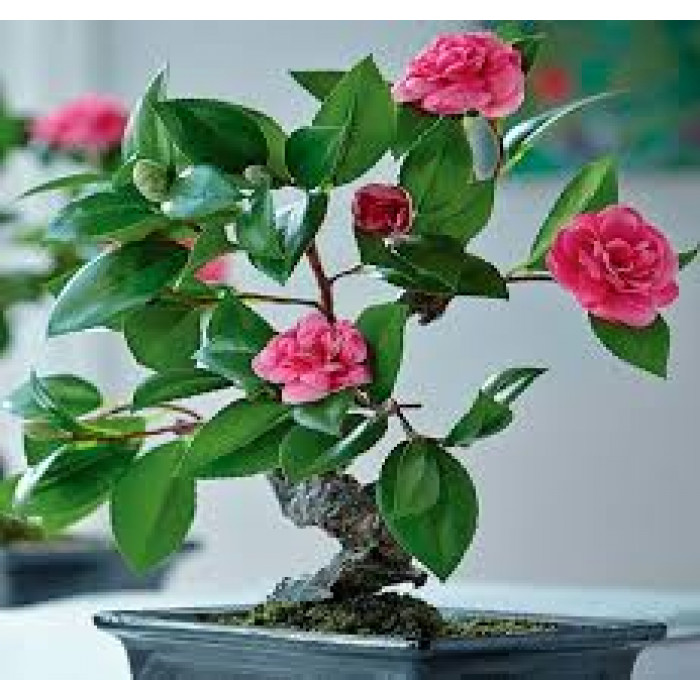 Камелия в Павлодаре