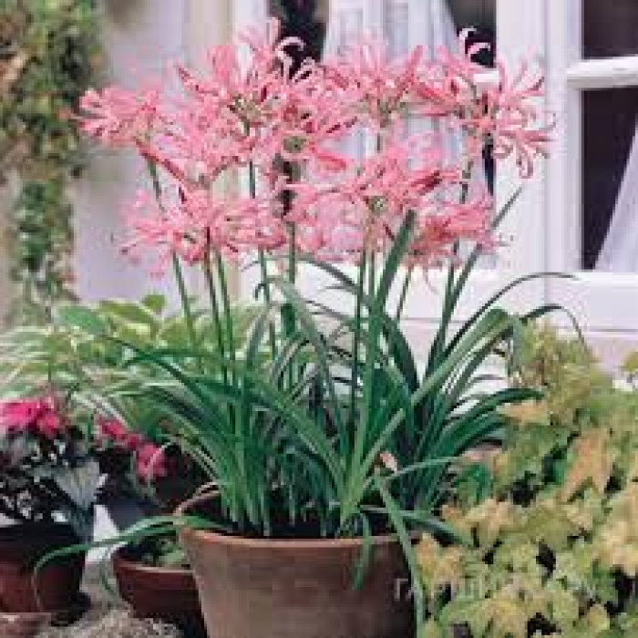 Нерине в Павлодаре