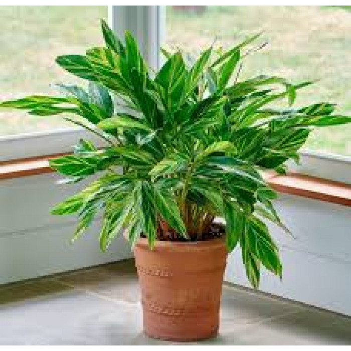 Альпиния в Павлодаре