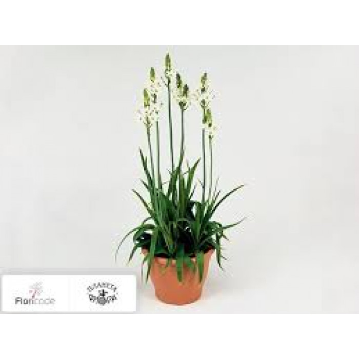 Орнитогалум в Павлодаре