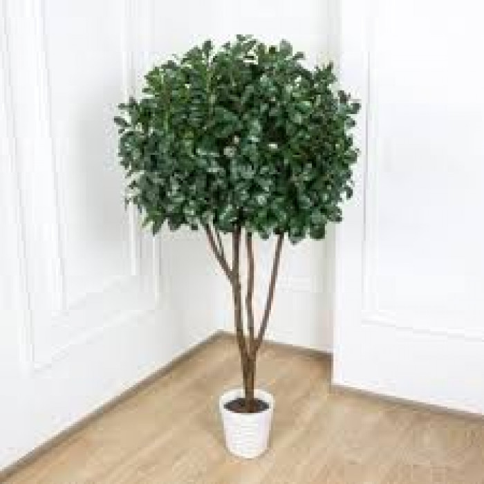 Рускус в Павлодаре