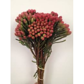 Букет из красной брунии